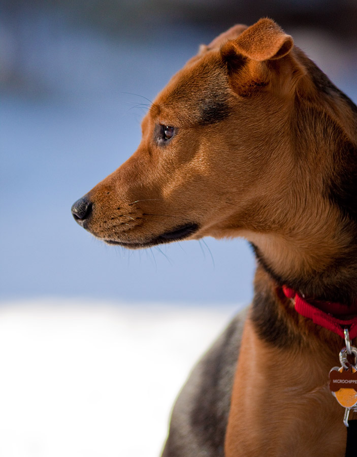 Winter Portrait