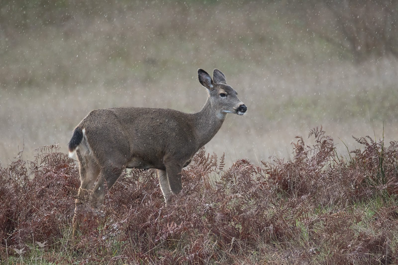 November Rains