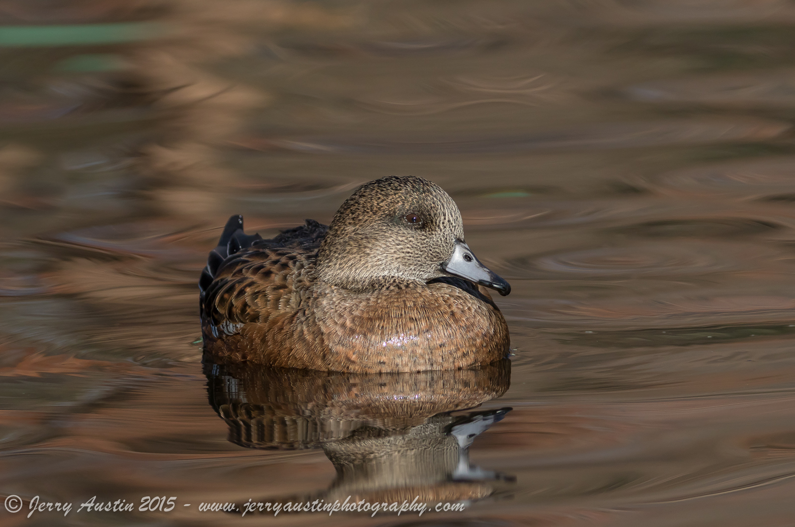 American Widgeon Hen