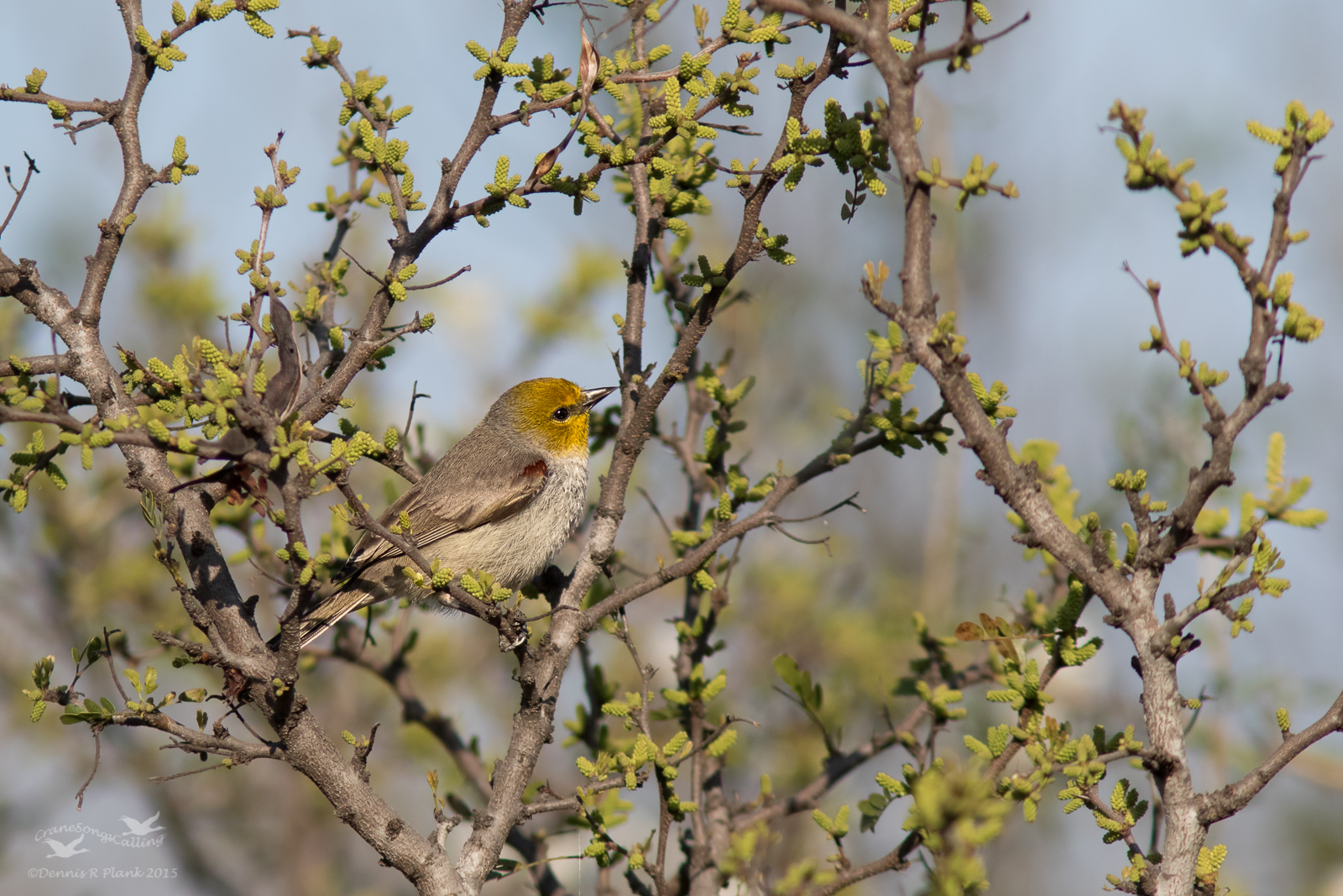 Verdin-Falcon Lake