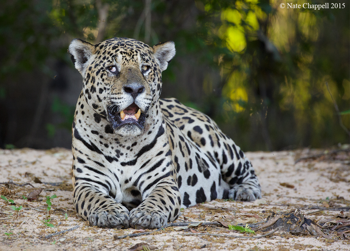King of the Jungle