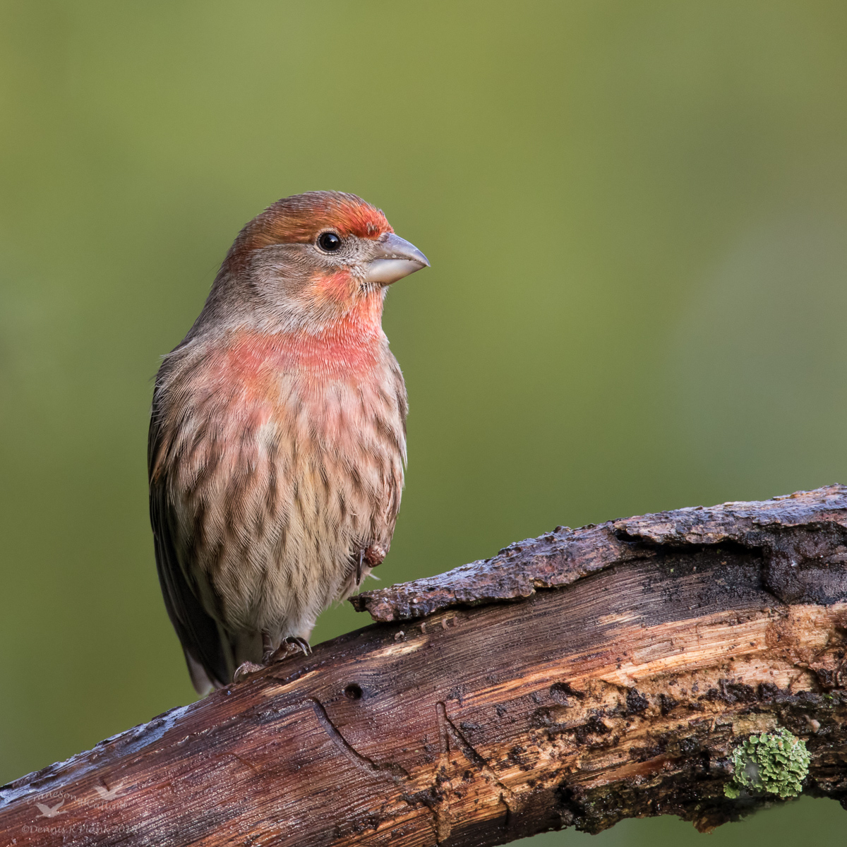 House Finch