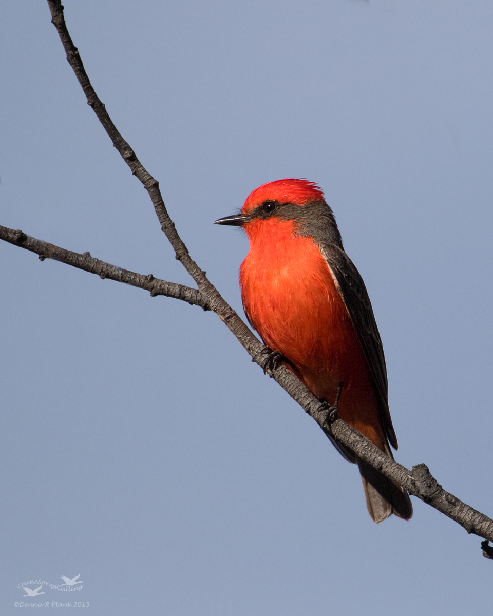 Vermilion Flycatcher