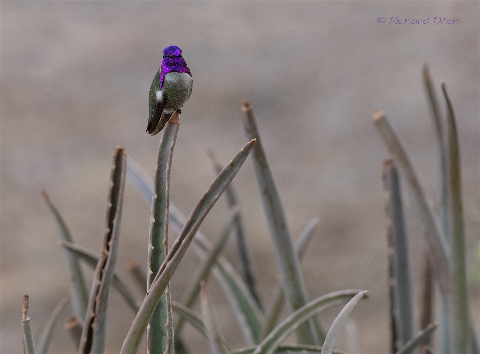 Costa's Hummingbird