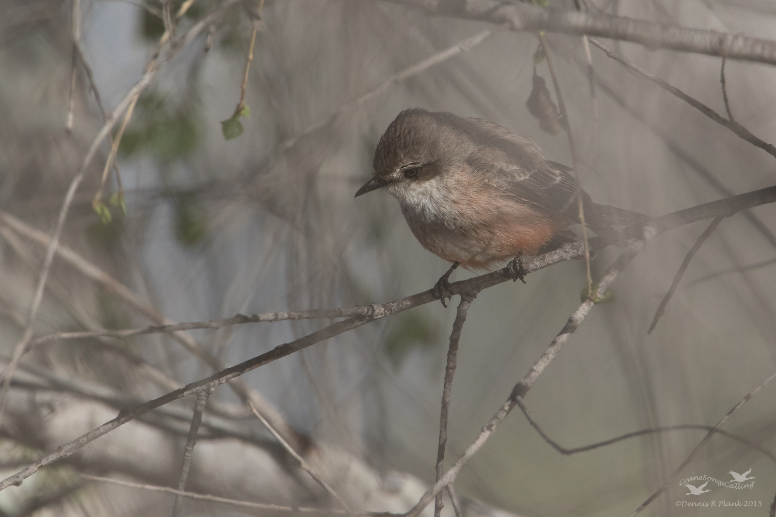Vermiliion Flycatcher