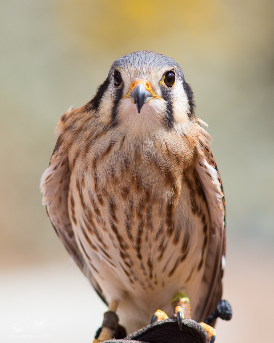 Captive Kestrel