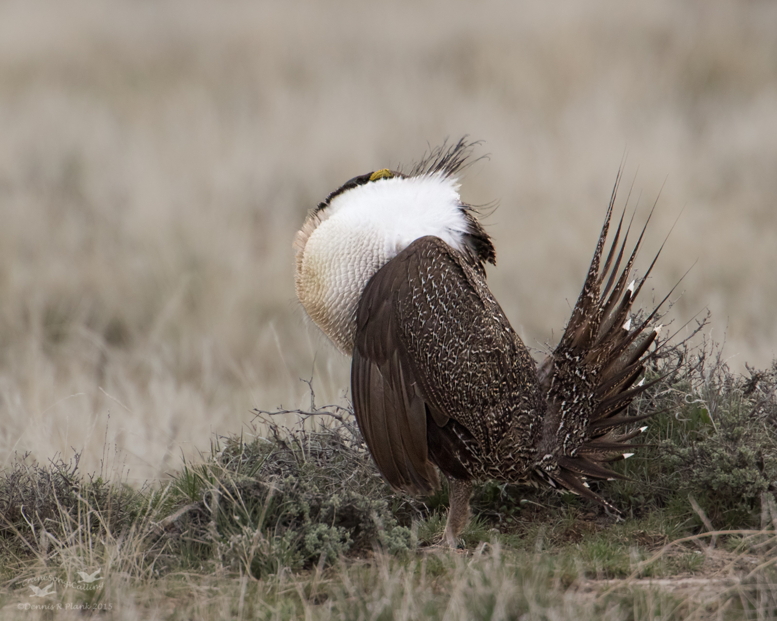 Sage Grouse