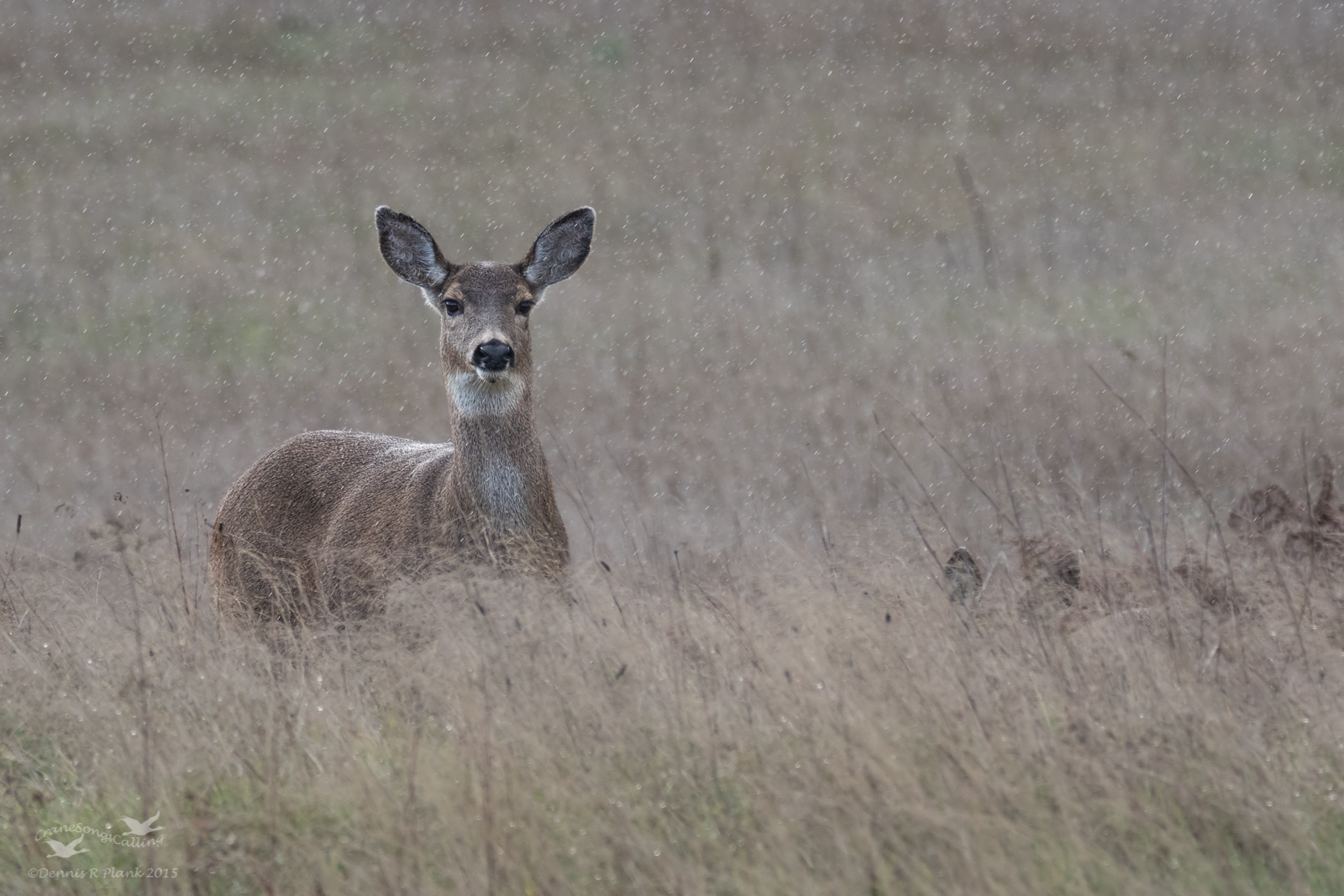 Rain Deer