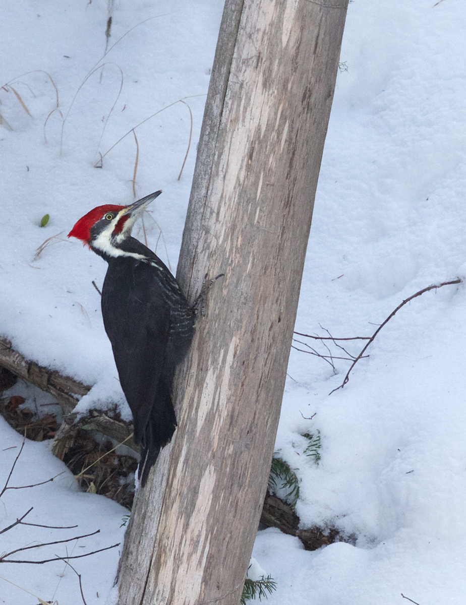 Winter Pileated WP