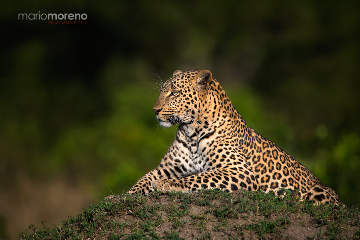 Mara Beauty