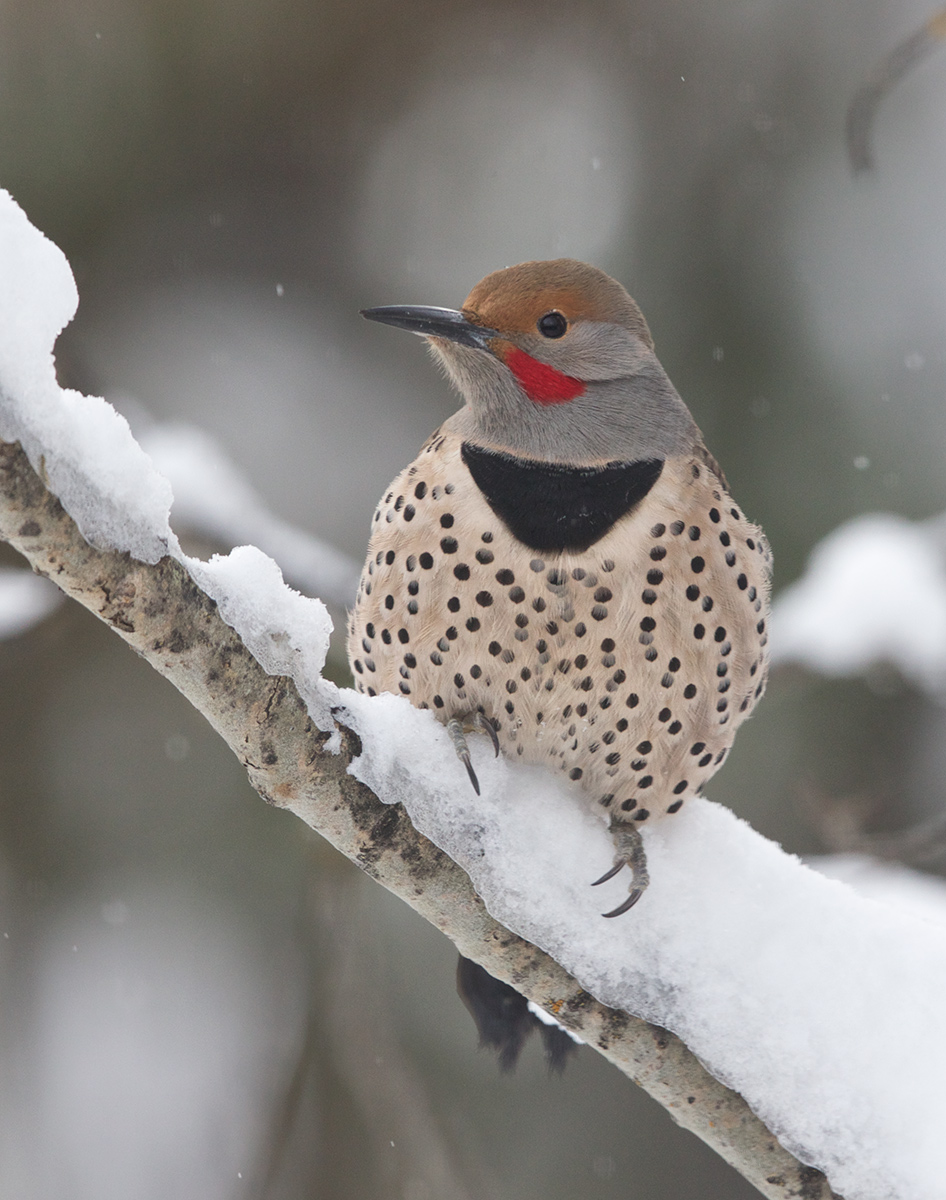 Northern Flicker