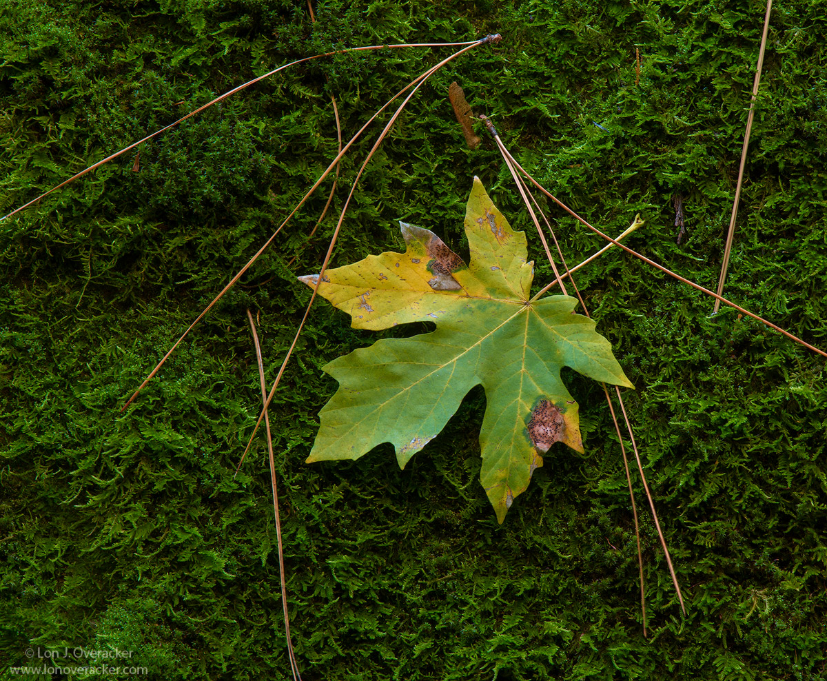 Big Leaf Maple & Friends