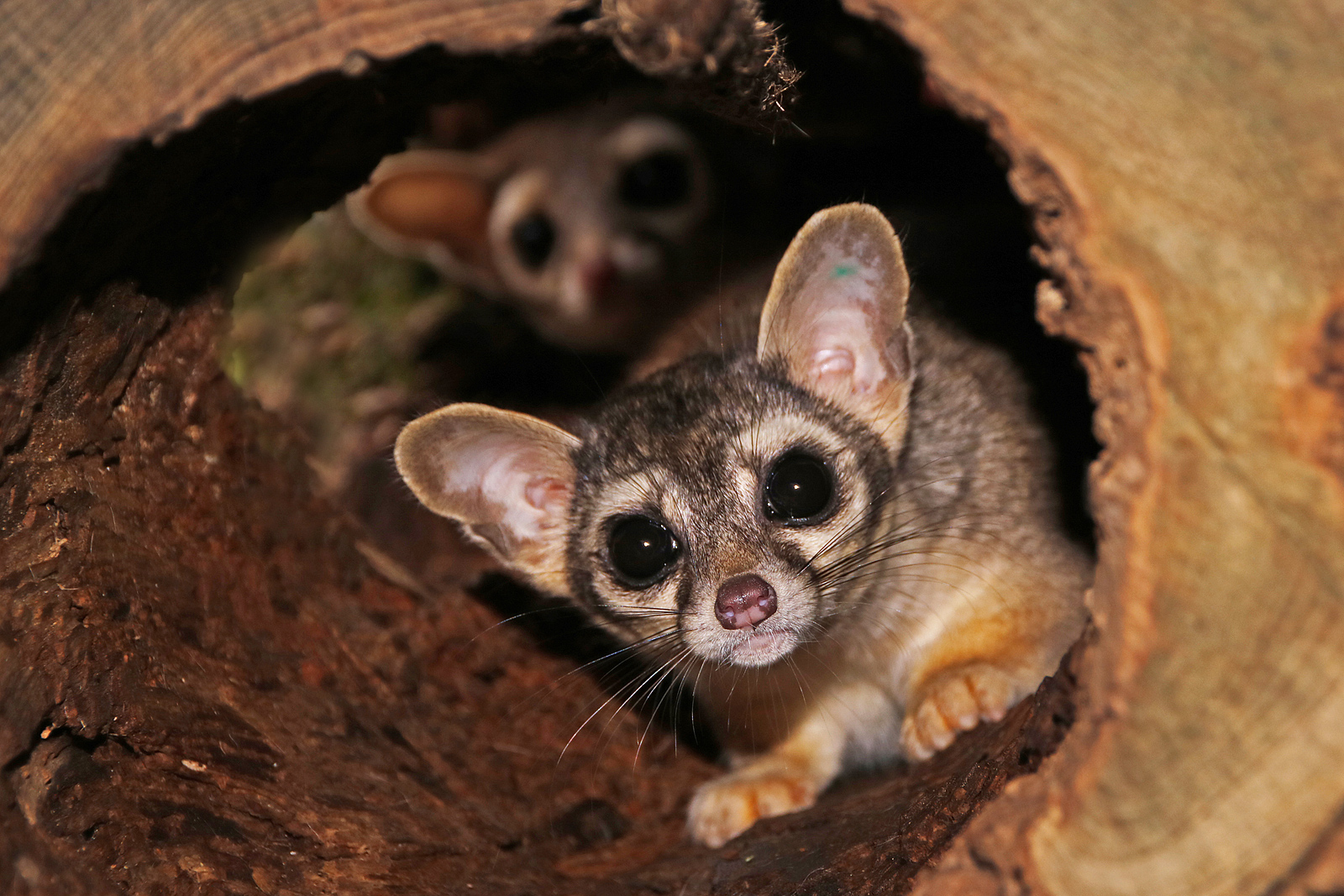Ringtail pair