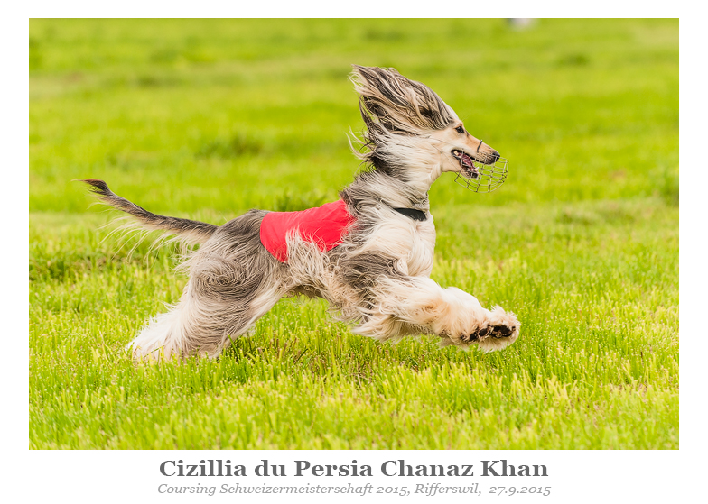 Afghan Hounds