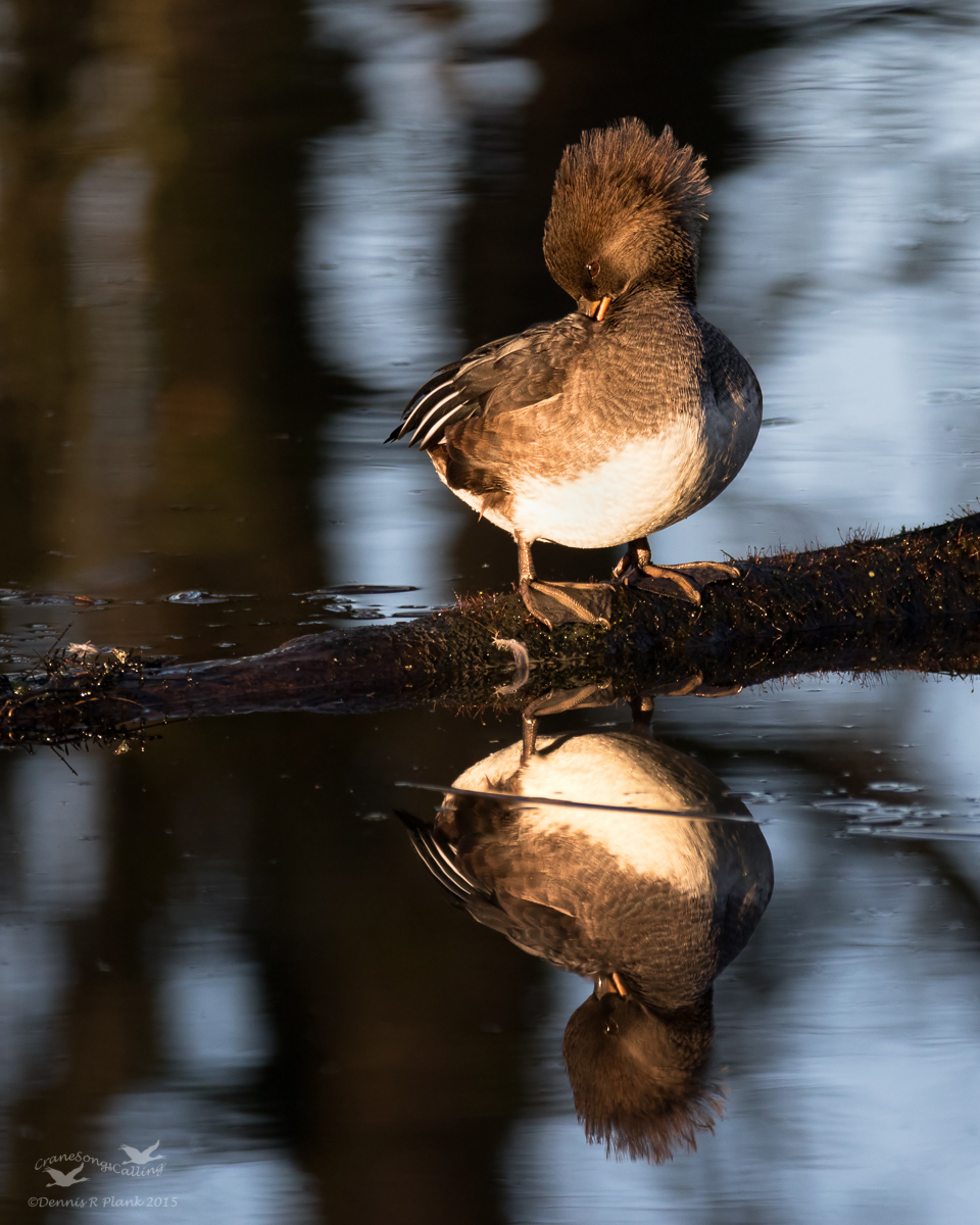 Hooded Merganser