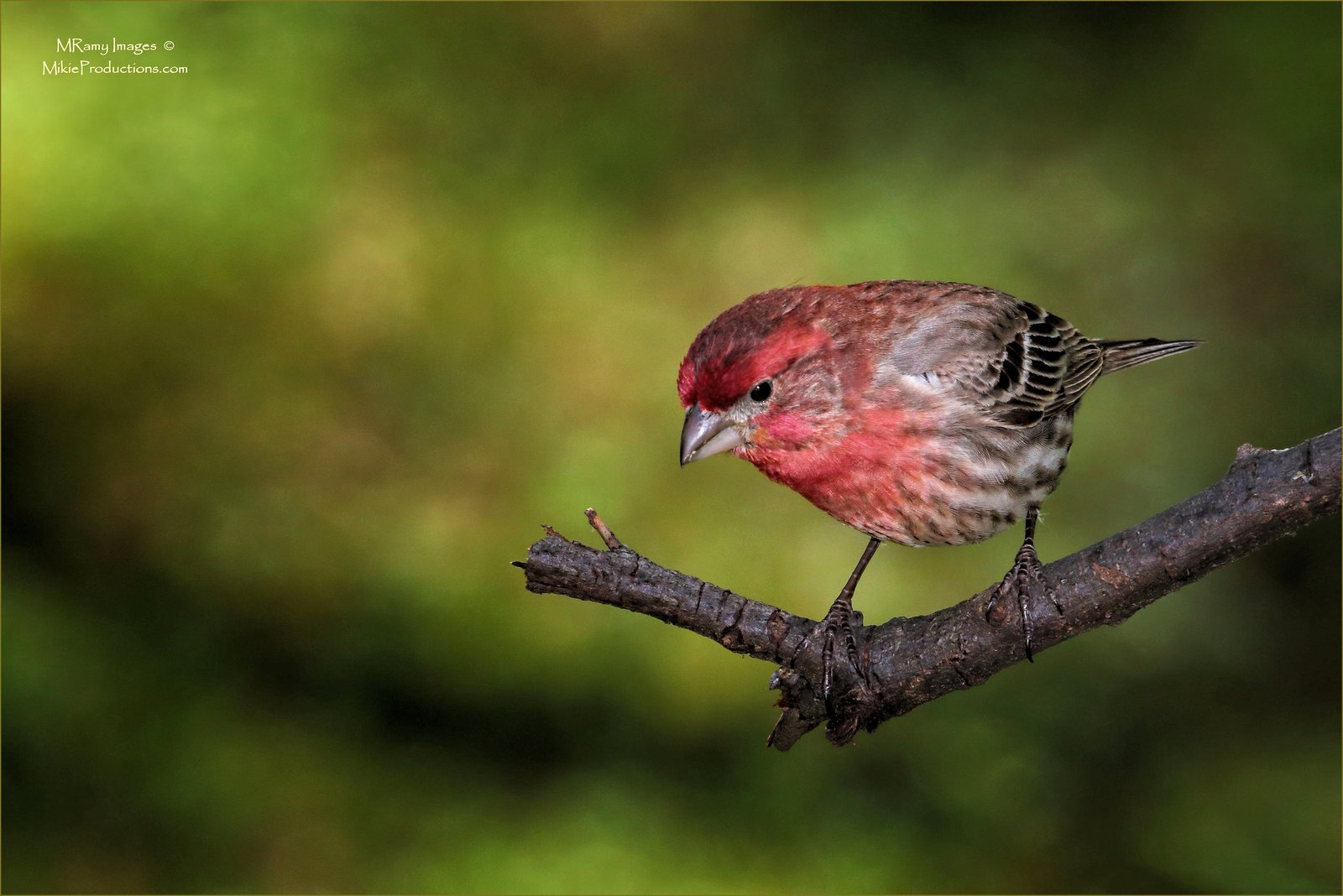 Friendly Finch