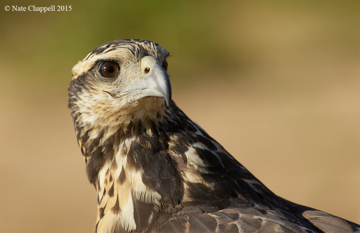 Great Black Hawk, juv.