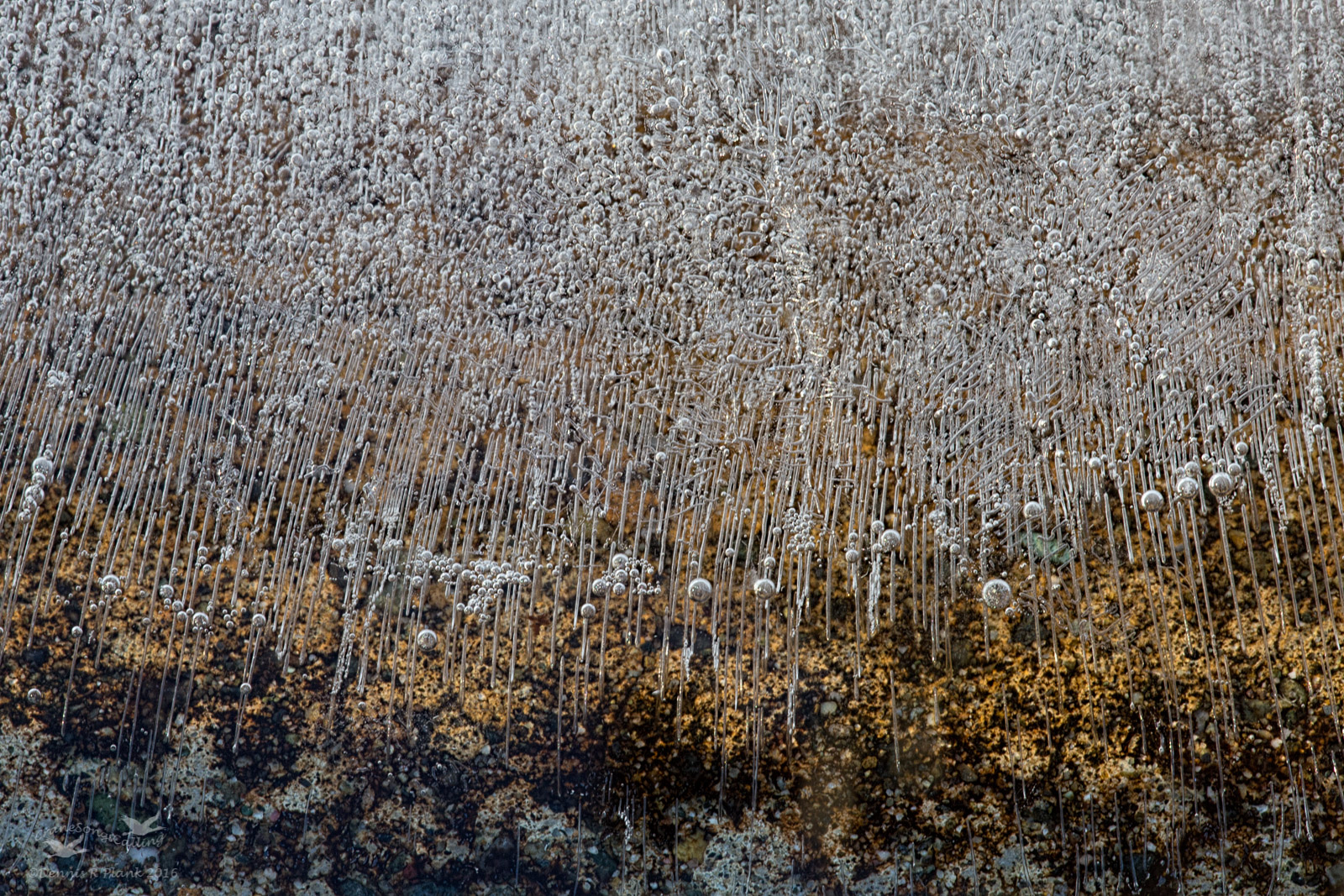Ice Bubble Abstract I