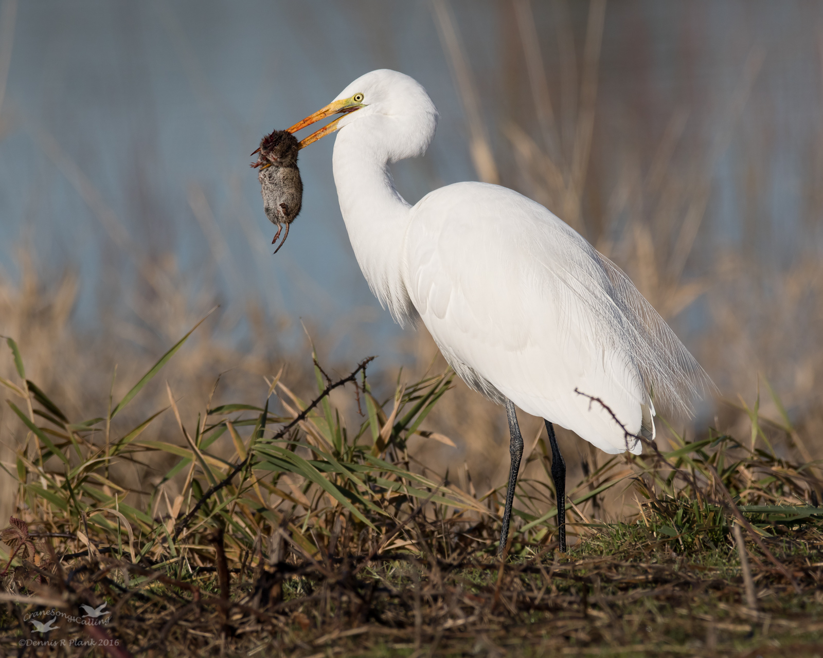 Great Egret