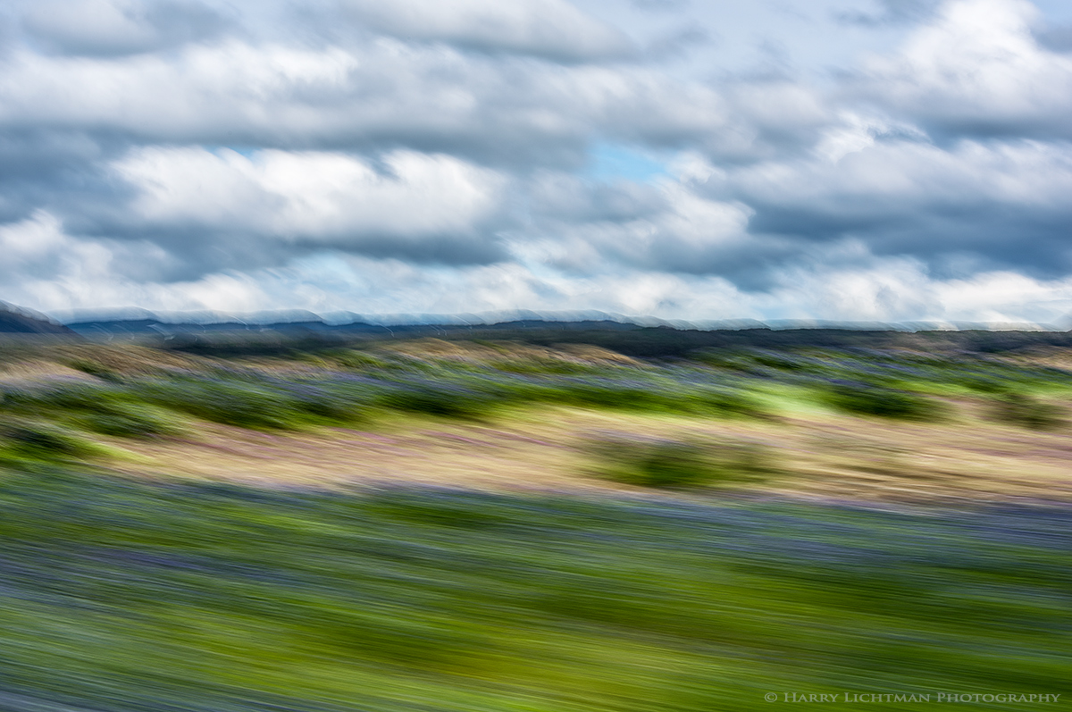 Lupine Drive By