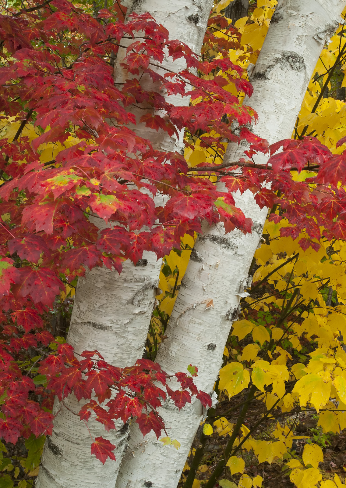 Birch Clump & Maple + repost