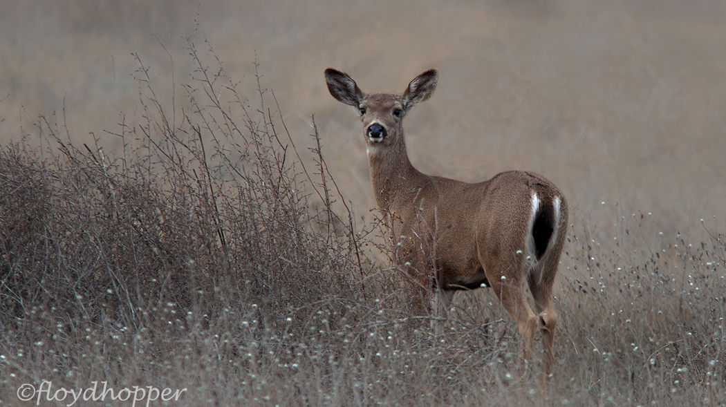 Black-tailed Deer