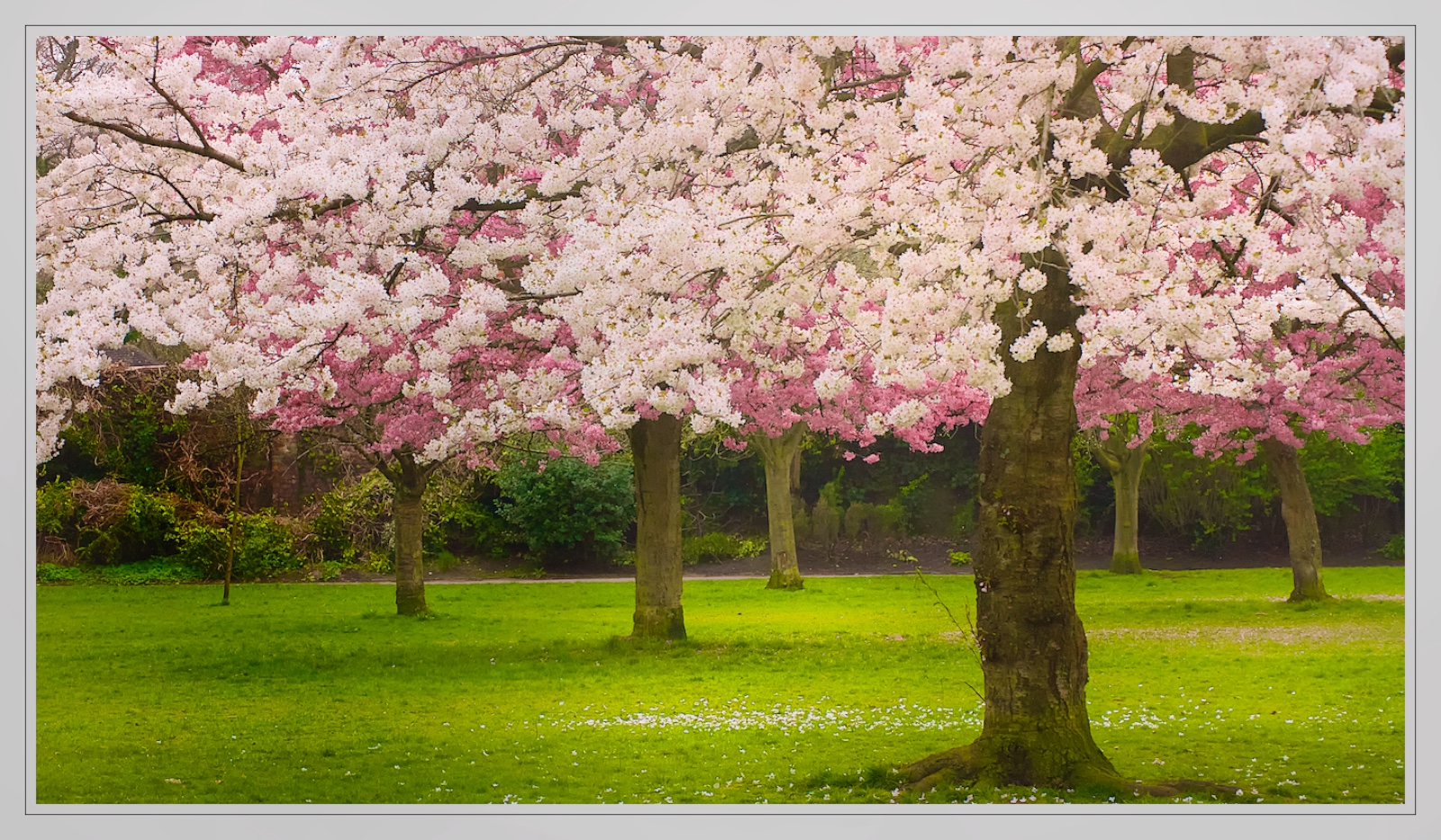 Pink and White