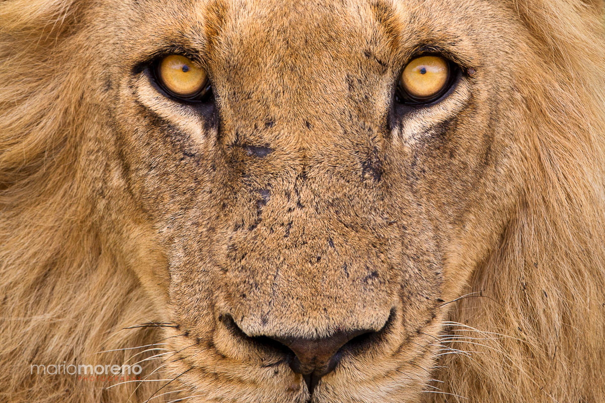 Eyes of a King