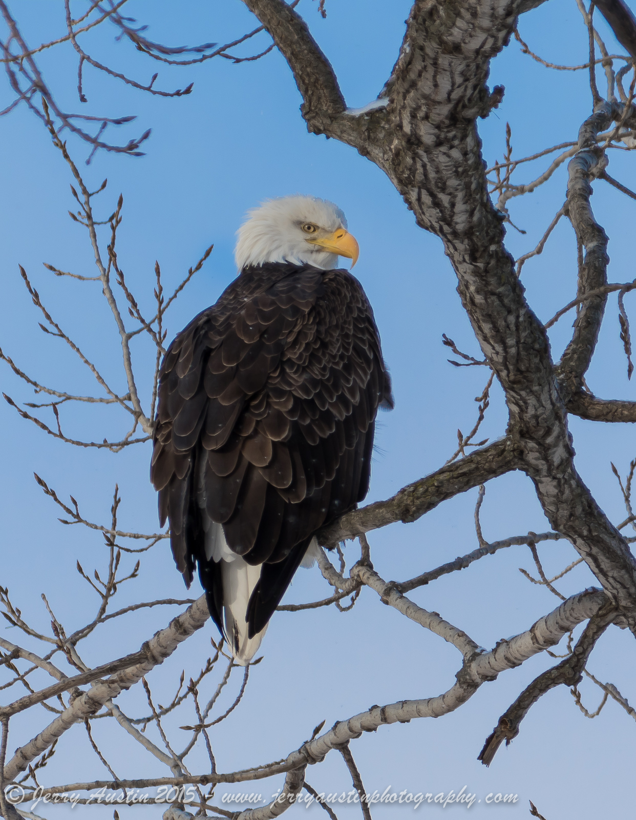 Wisconsin Eagle