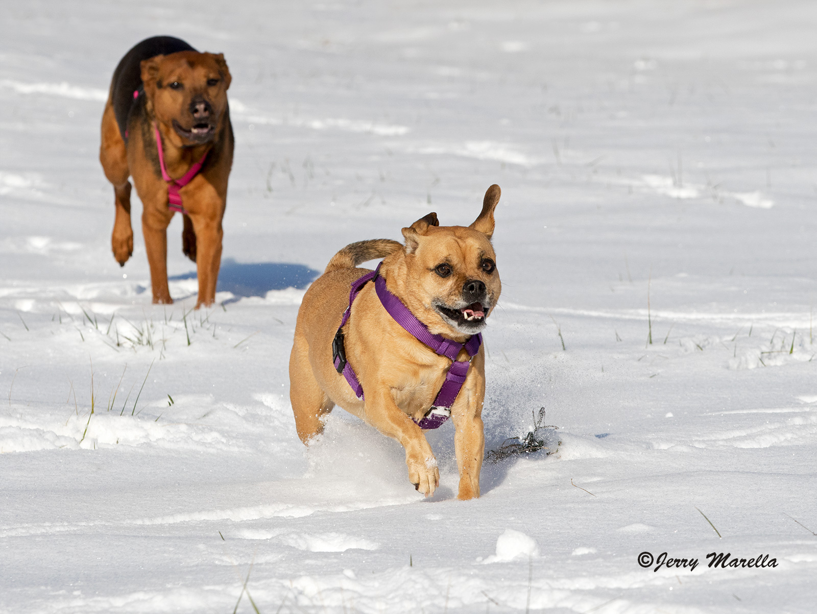 The Chase 2