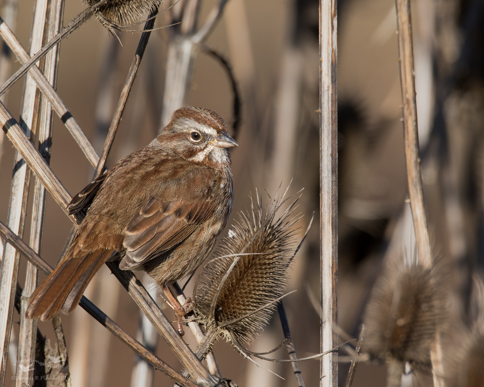 Song Sparrow