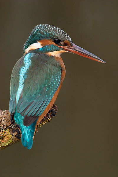 Kingfisher...the standard thing...