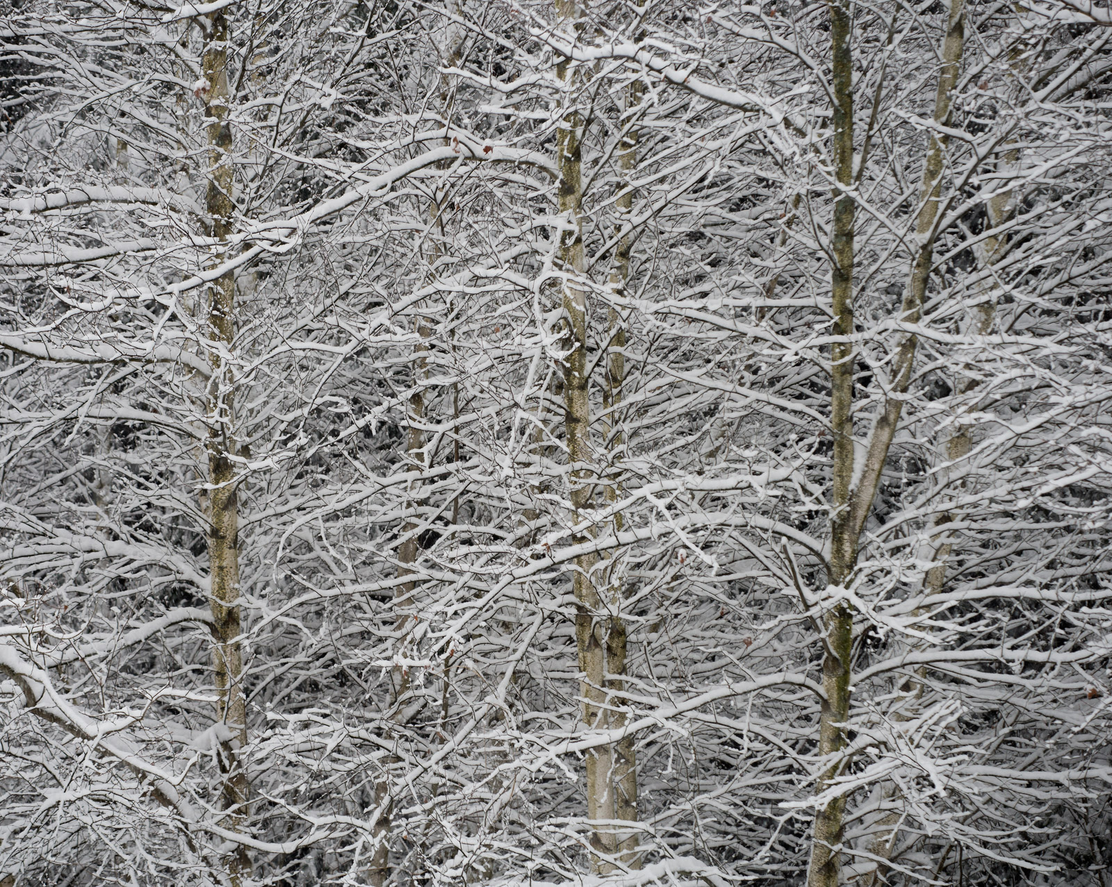 Snow  on  Birches