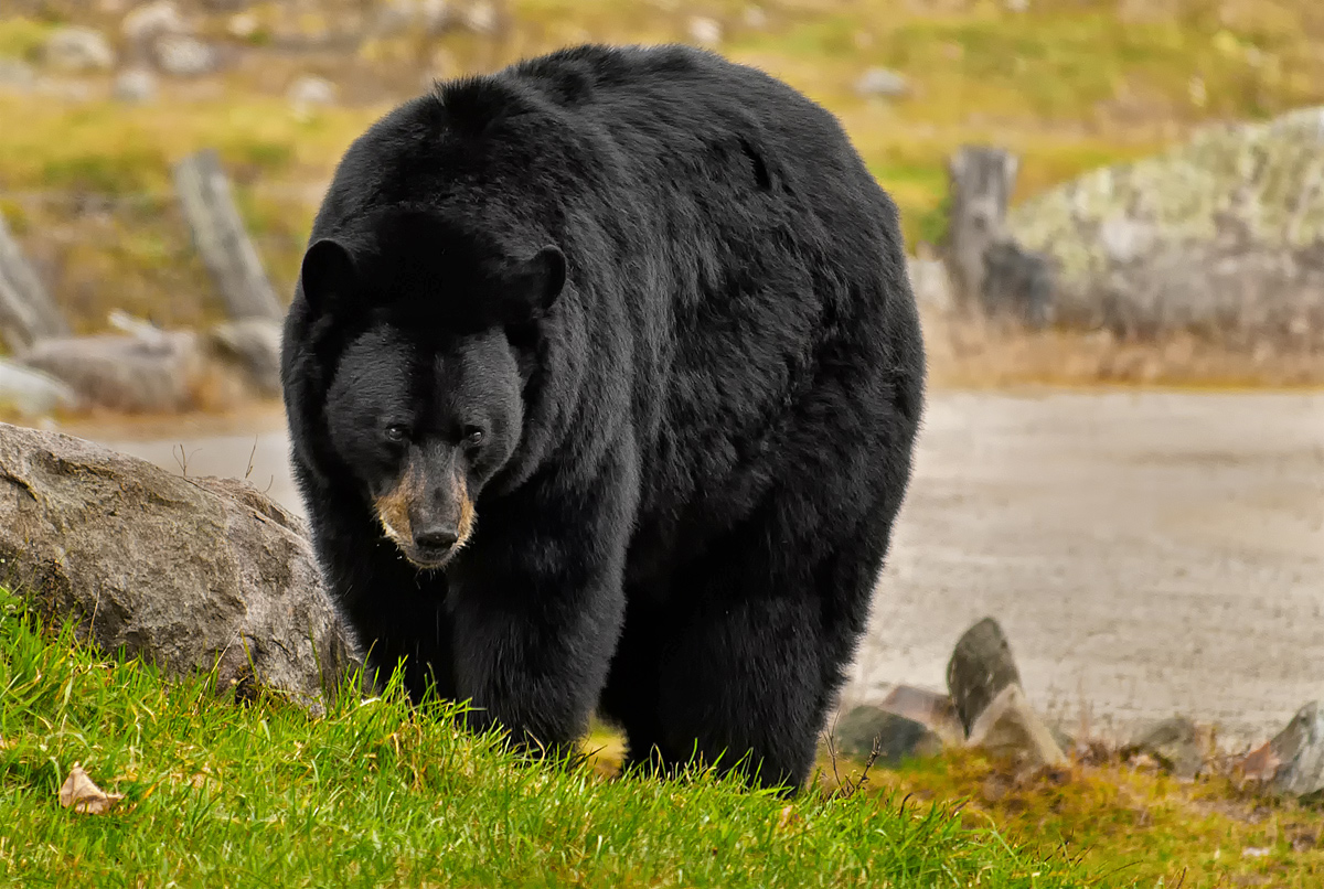 Black Bear