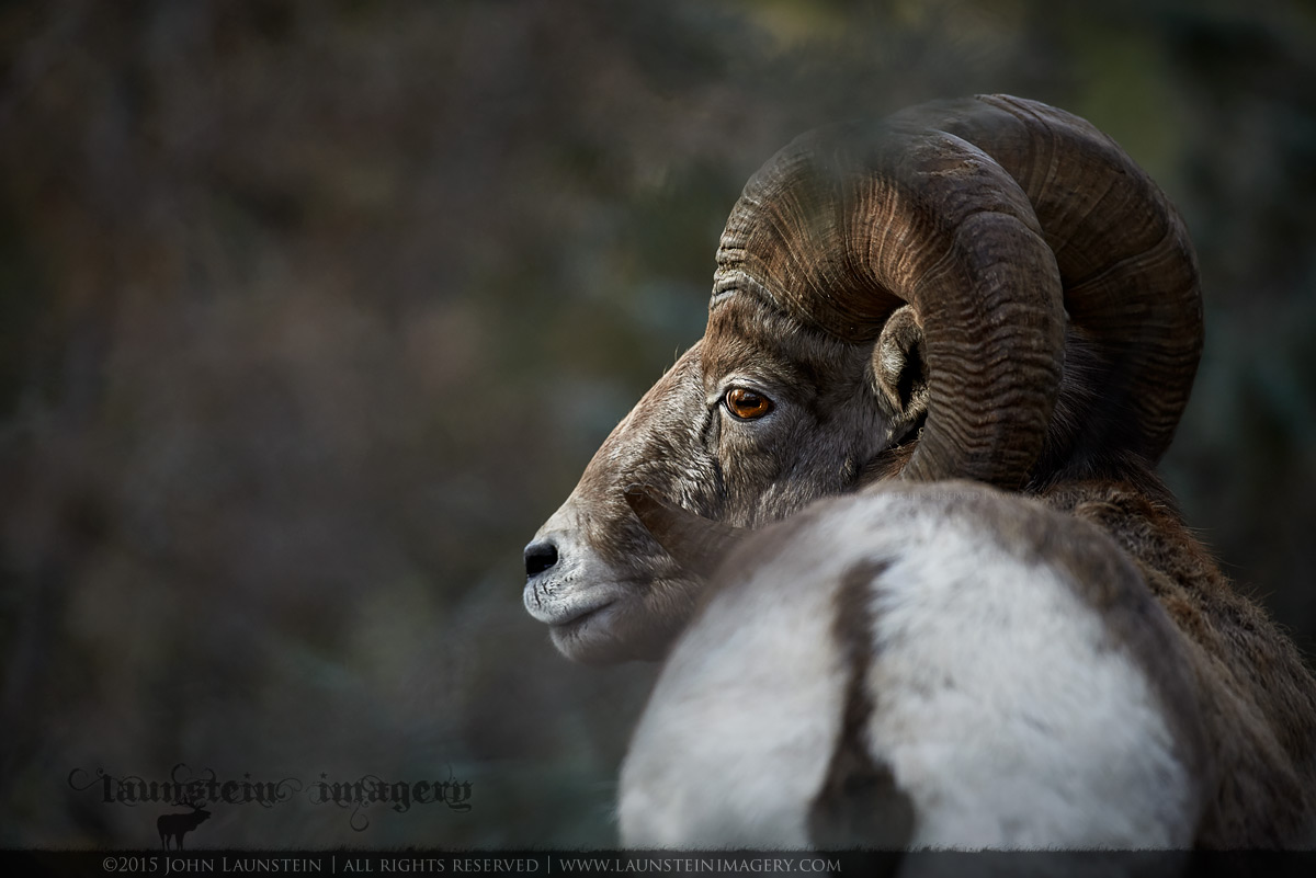 Eye of the Bighorn