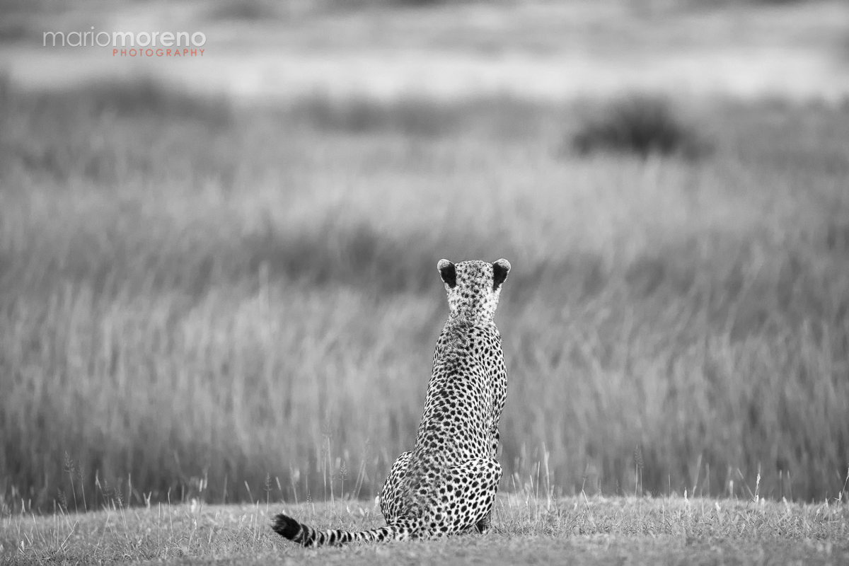 Scanning The Marsh