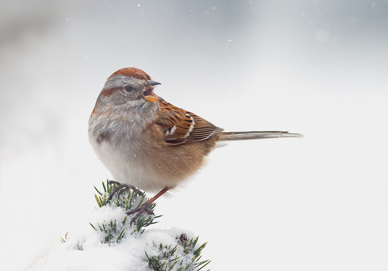 American Tree Sparrow