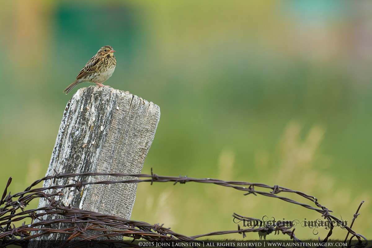 Country Sparrow
