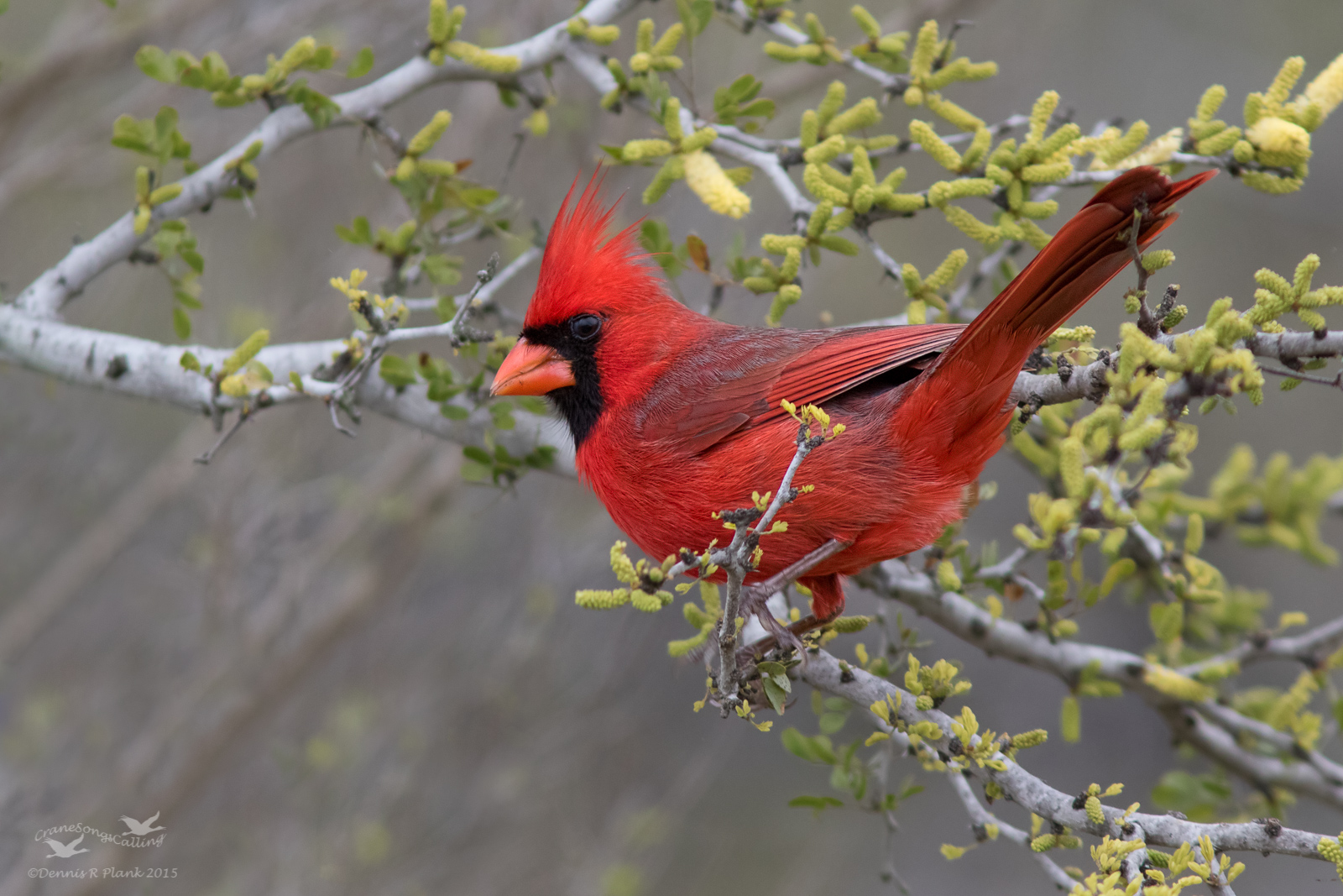 Northern Cardinal