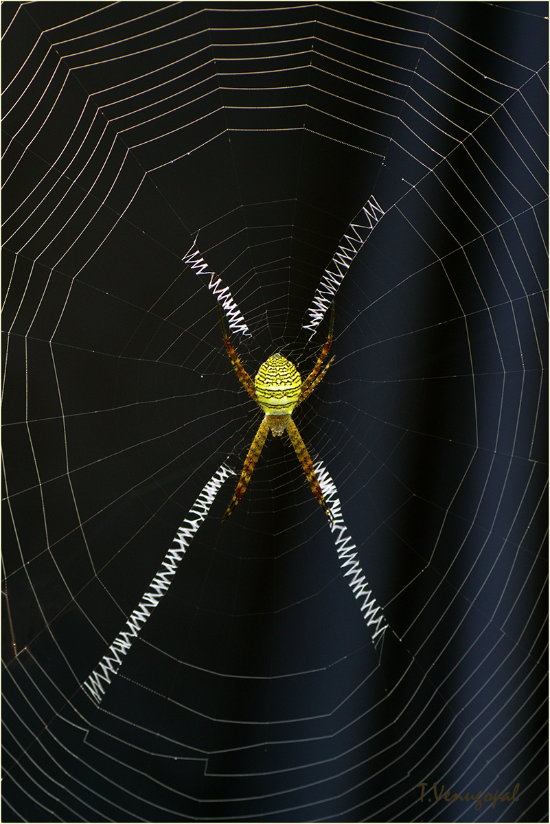 spider's signature - 2