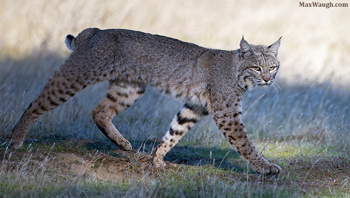 Bobcat