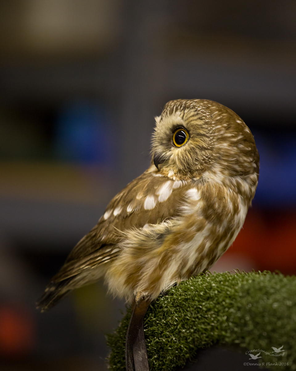 Northern Saw-whet Owl