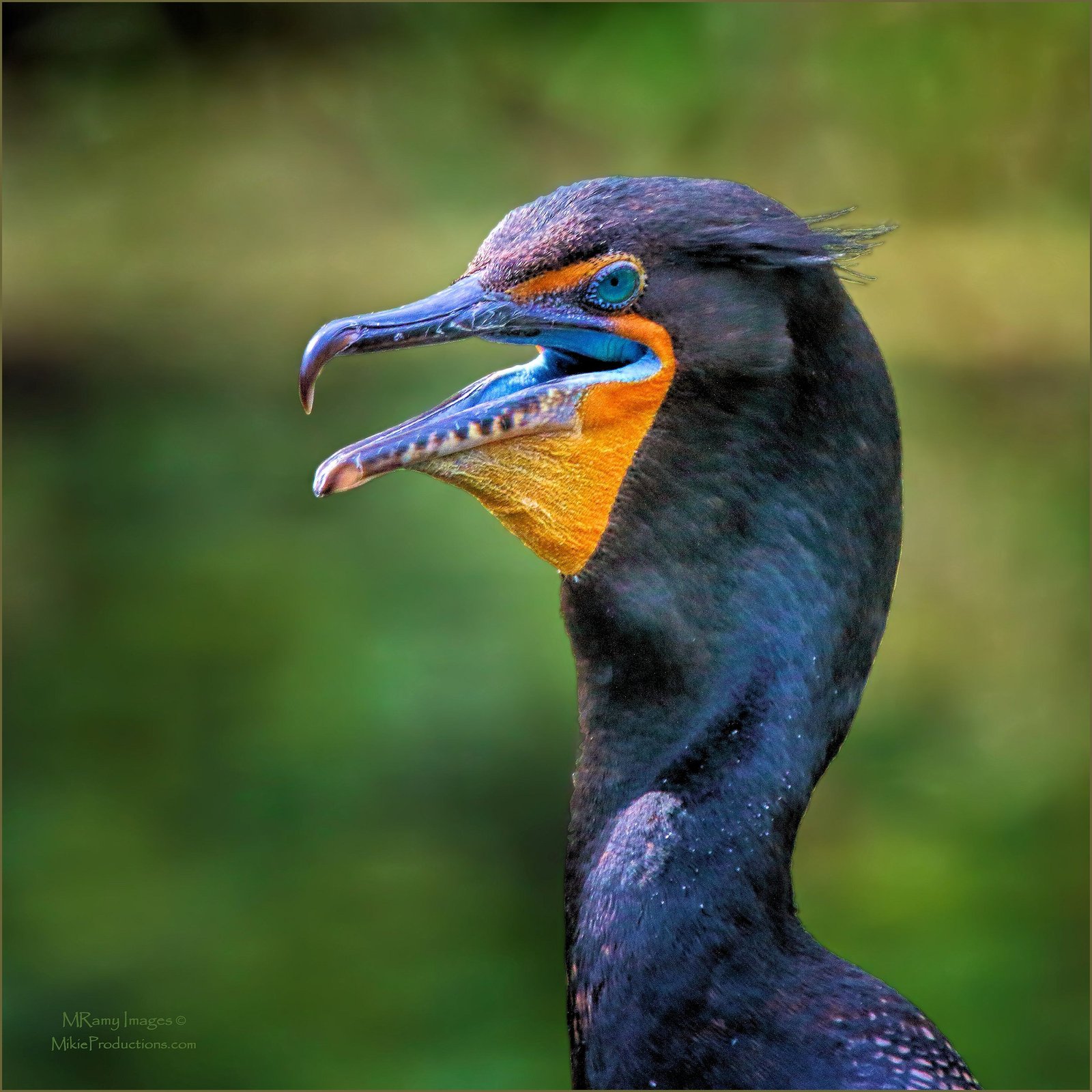 Head Shot + Re-Post