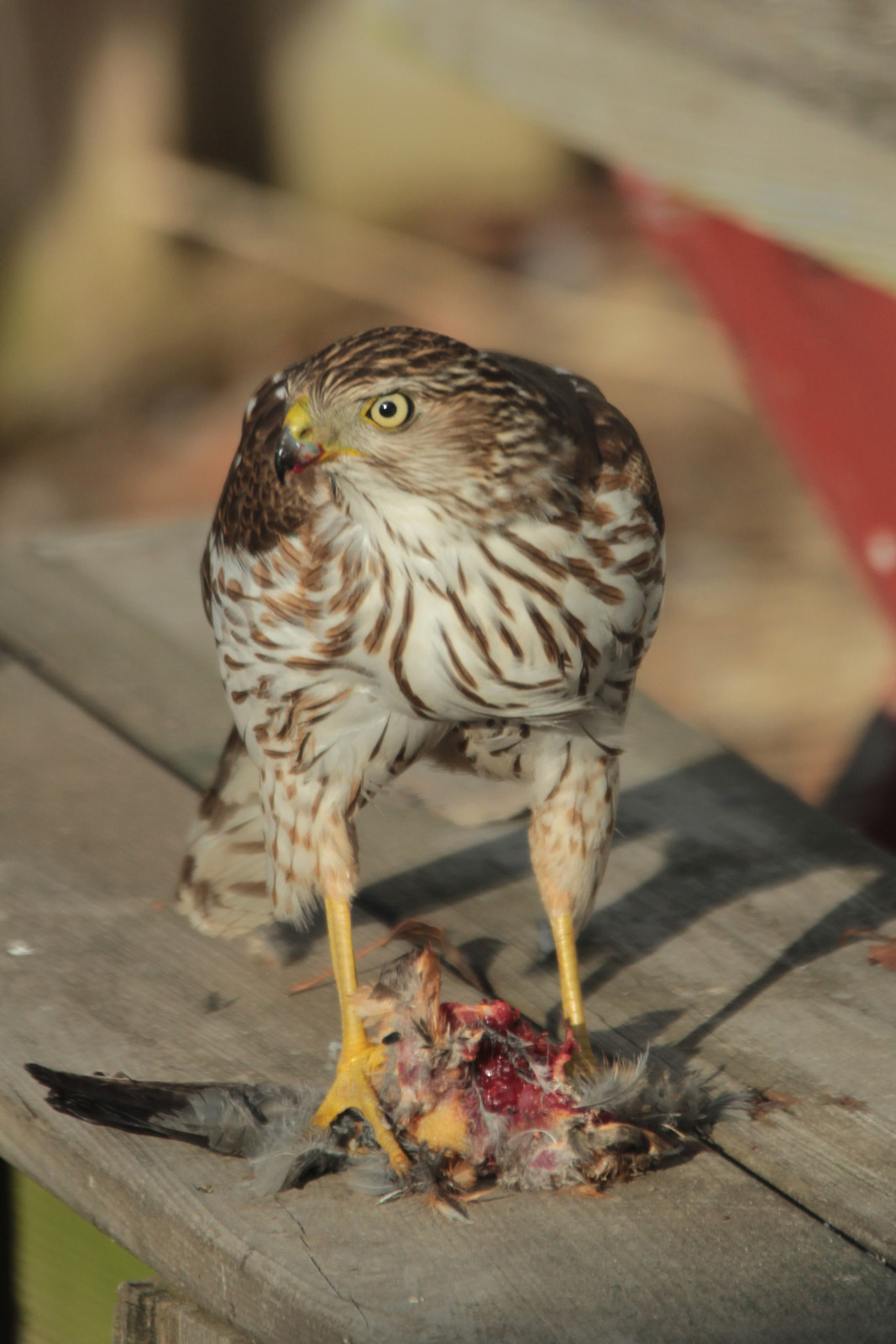 Coopers Hawk 718
