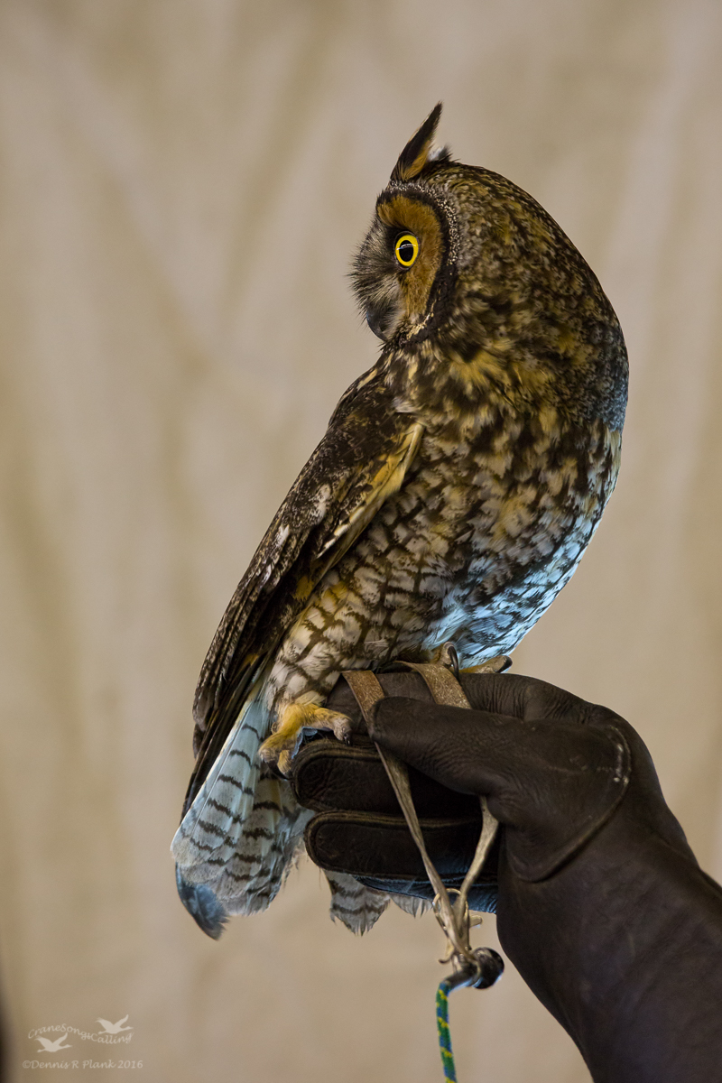 Long-eared Owl