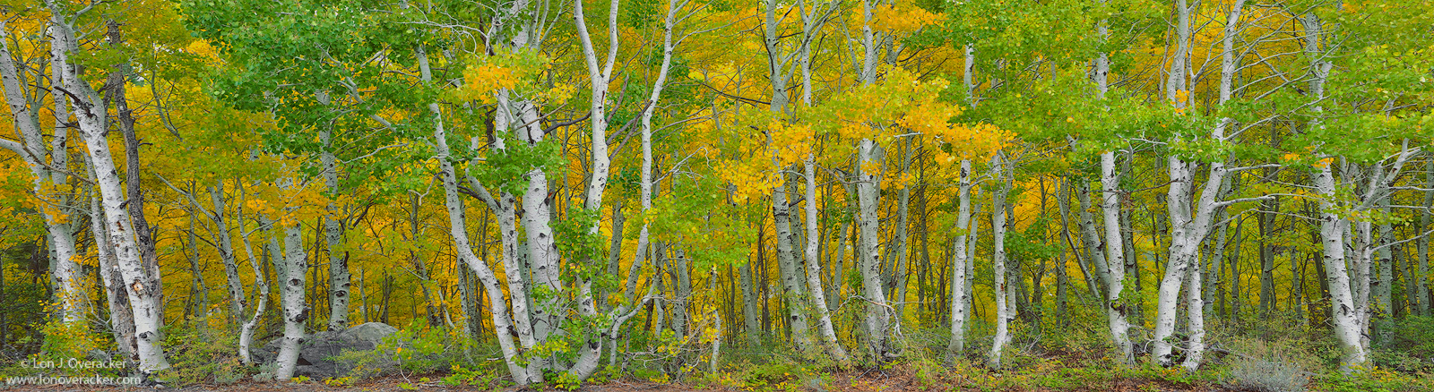 Silver Lake Aspen Pano
