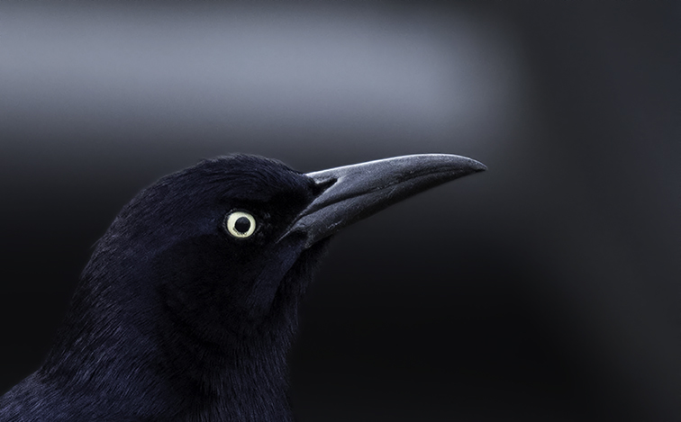 Grackle in Parking Lot