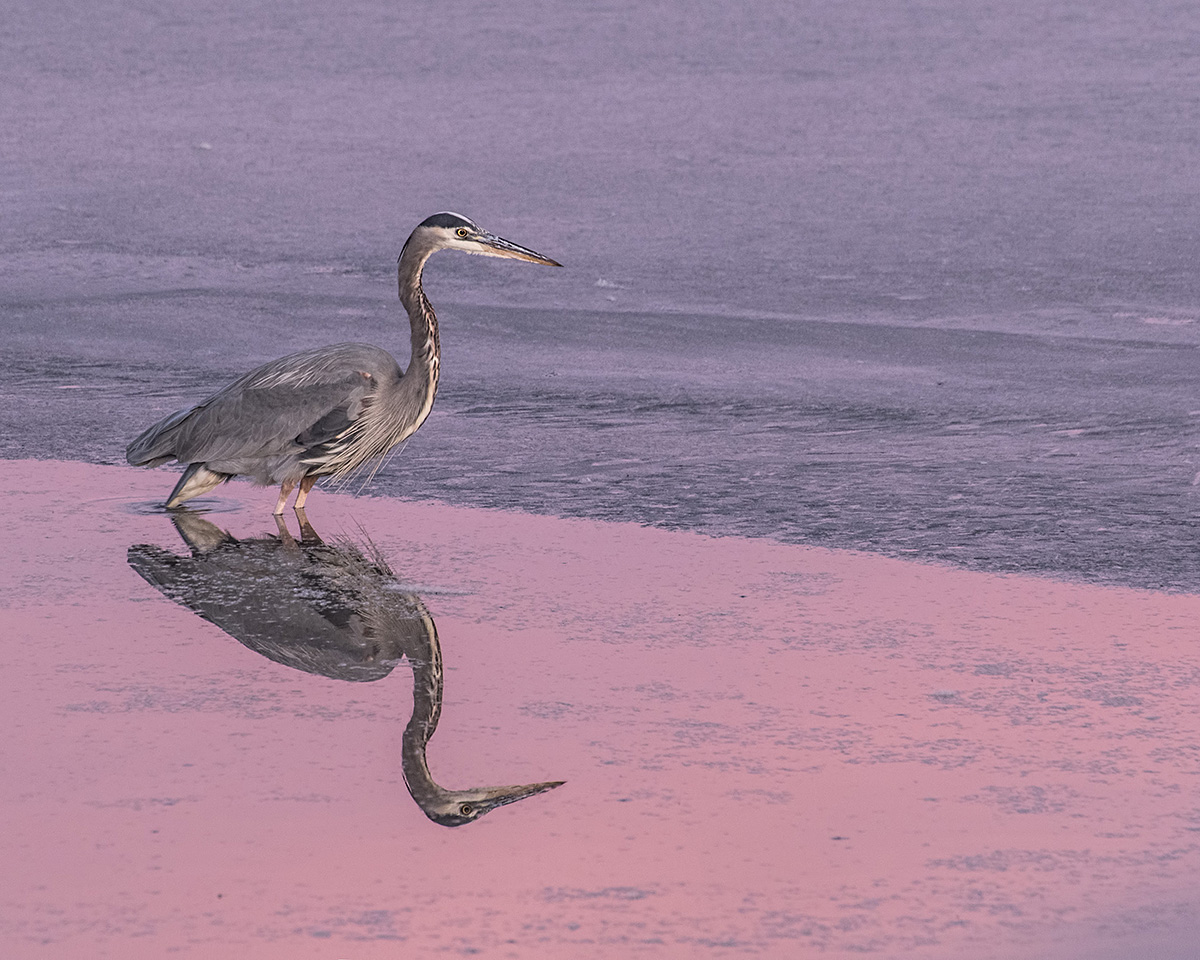 Late Heron