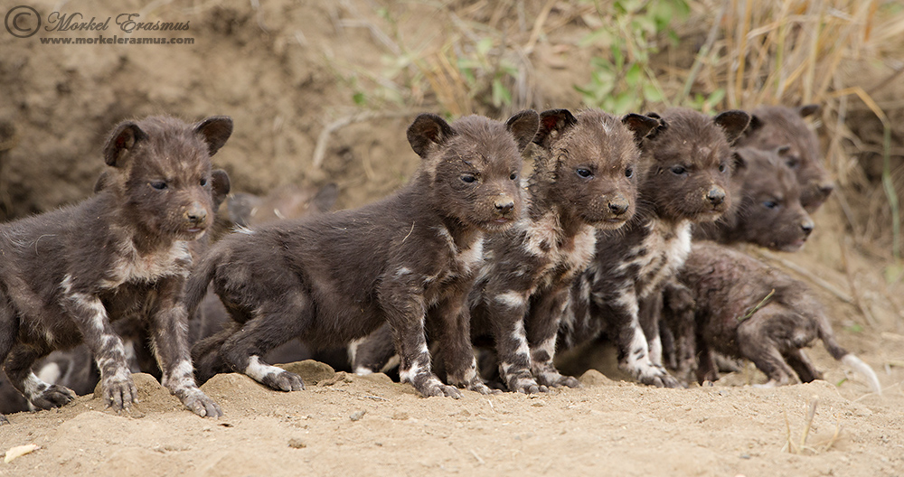 Painted Pups