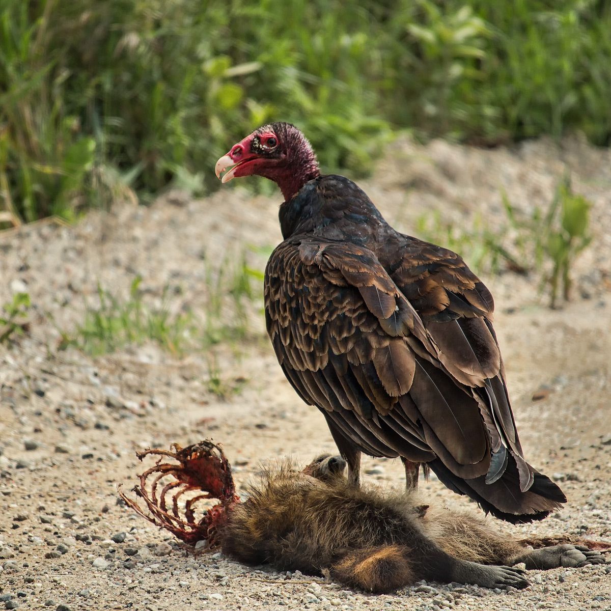 Roadkill Dinner